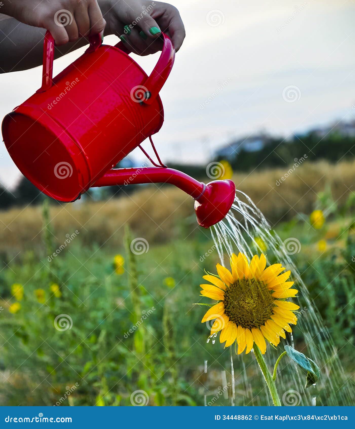 sunflower irrigate