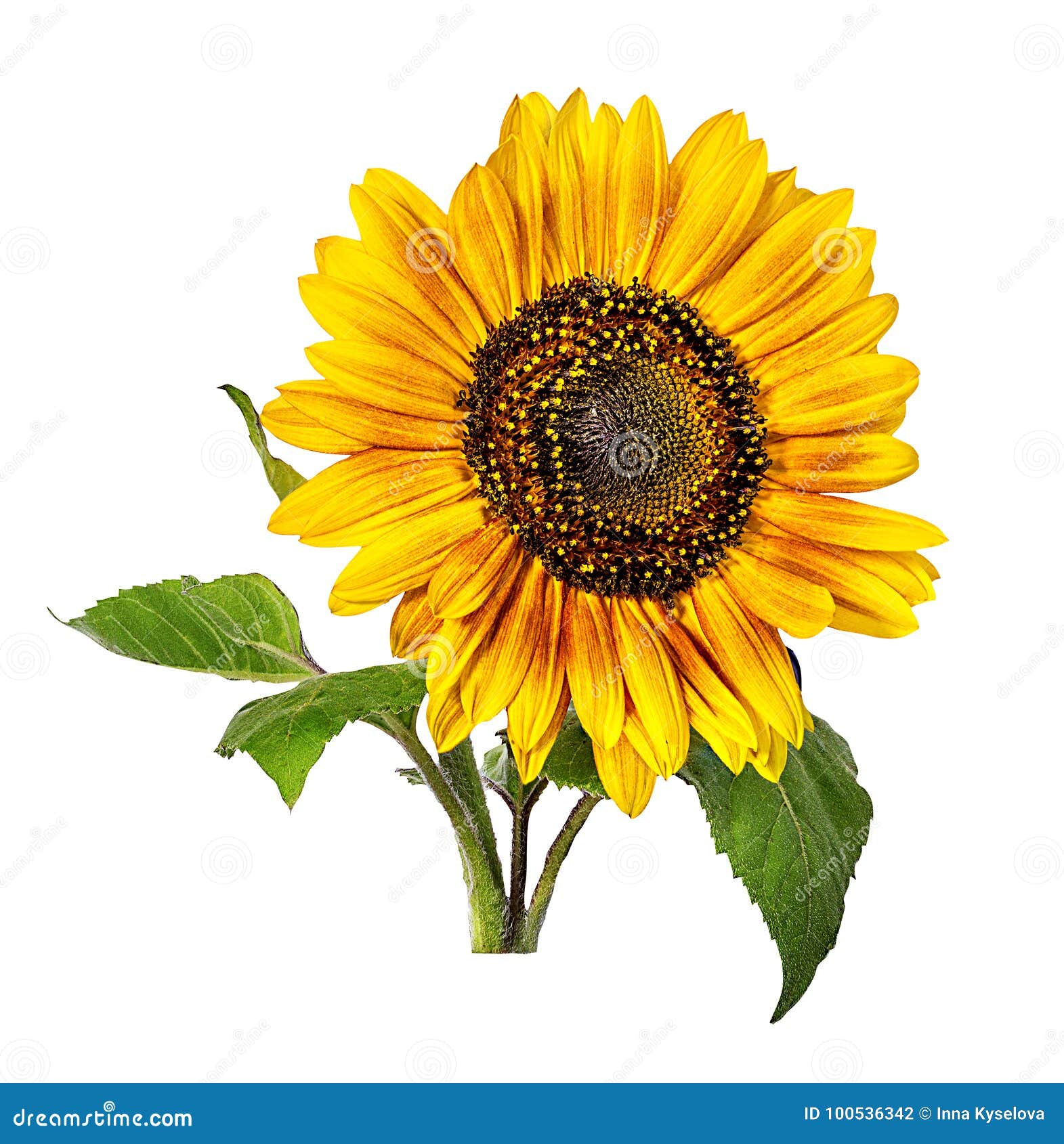 Sunflower Isolated on White Stock Photo - Image of plant, agriculture