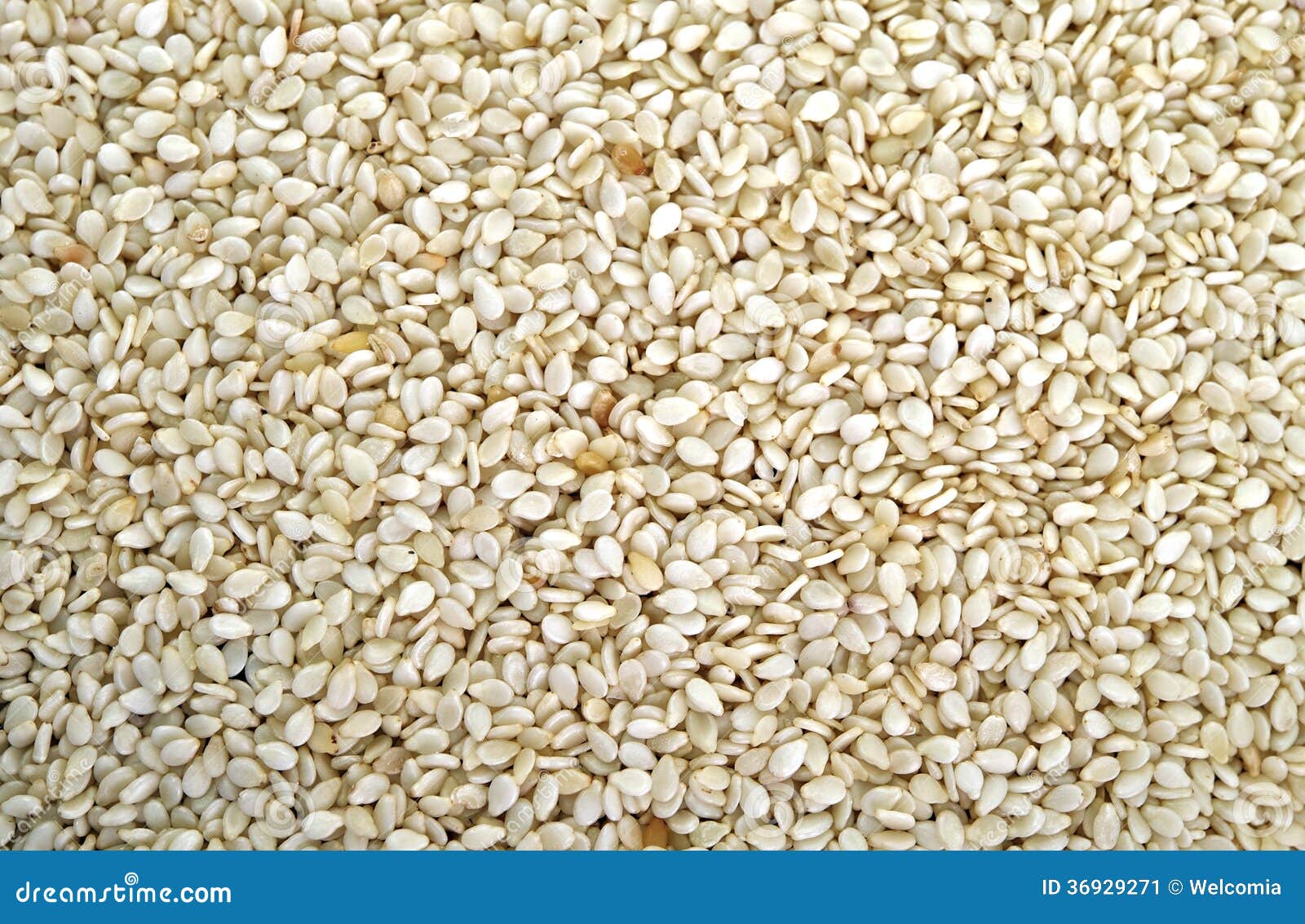 Sunflower Kernels stock image. Image of agriculture, unsalted 36929271