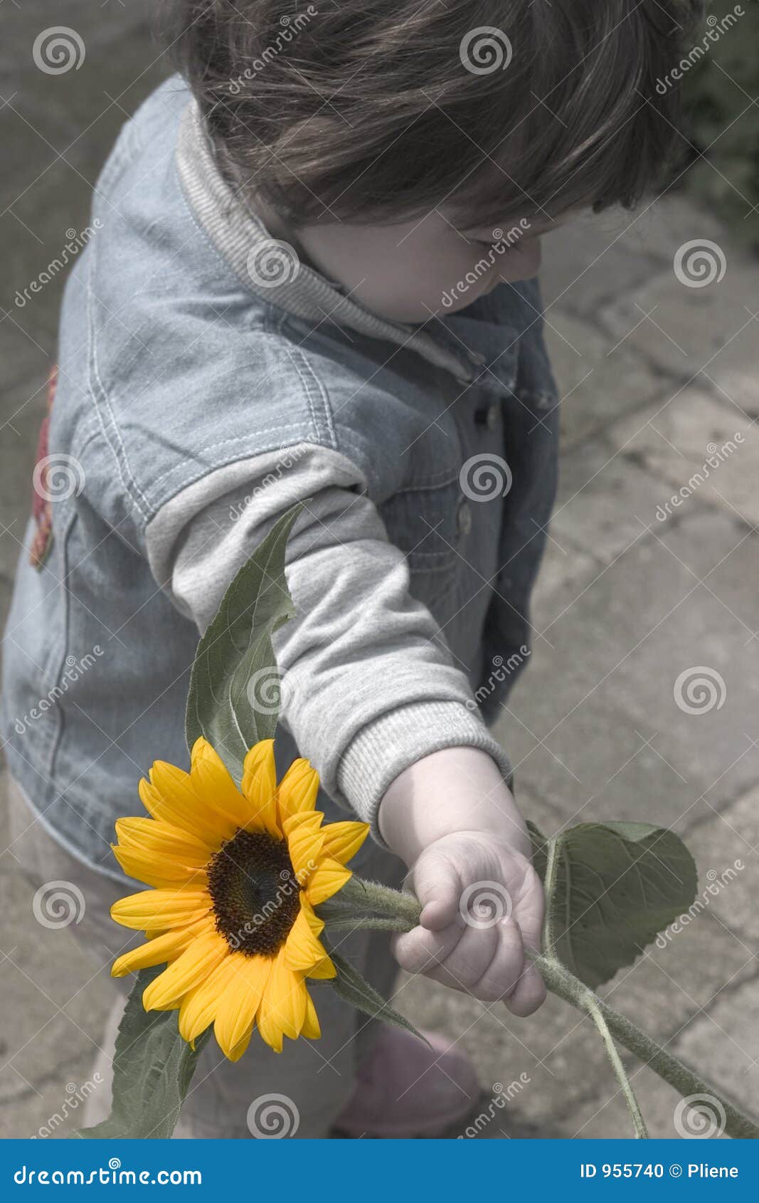 Sunflower Kid stock photo. Image of flowers, present, hold 955740