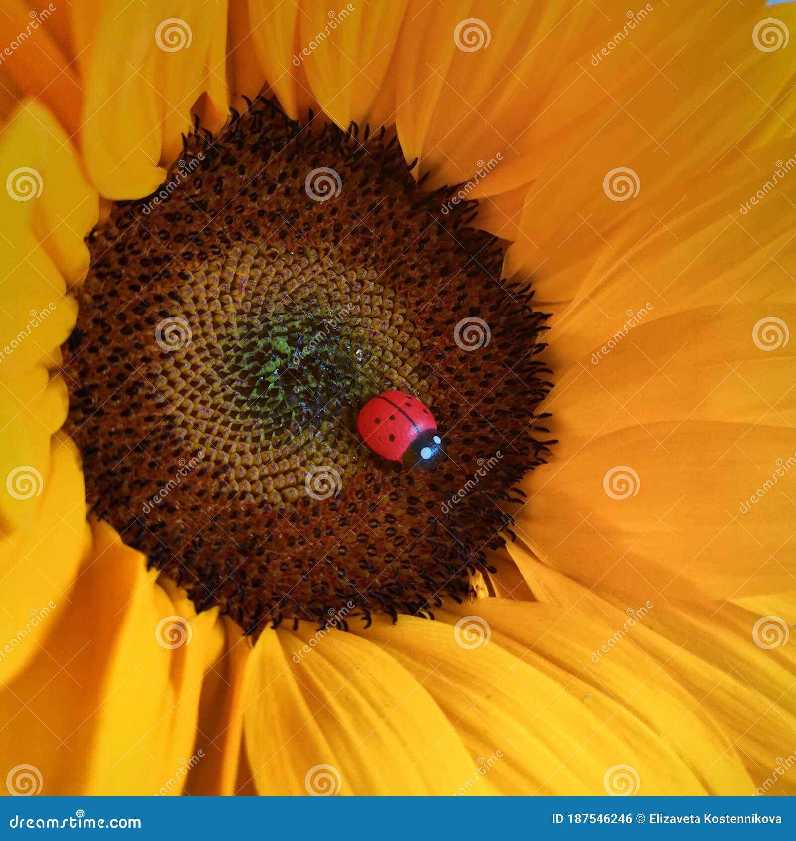 Sunflower with ladybug stock photo. Image of ladybug 187546246