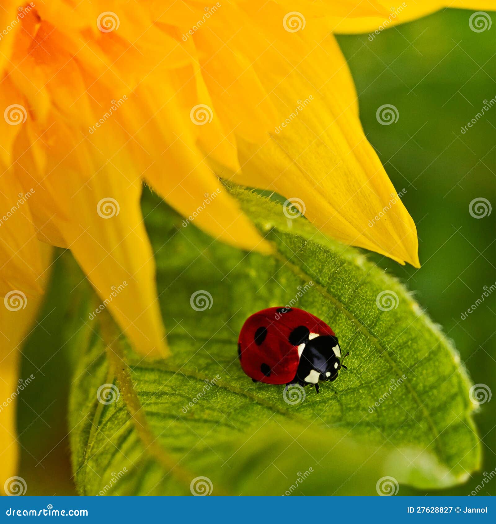 Sunflower and ladybug stock image. Image of leaf, plant 27628827