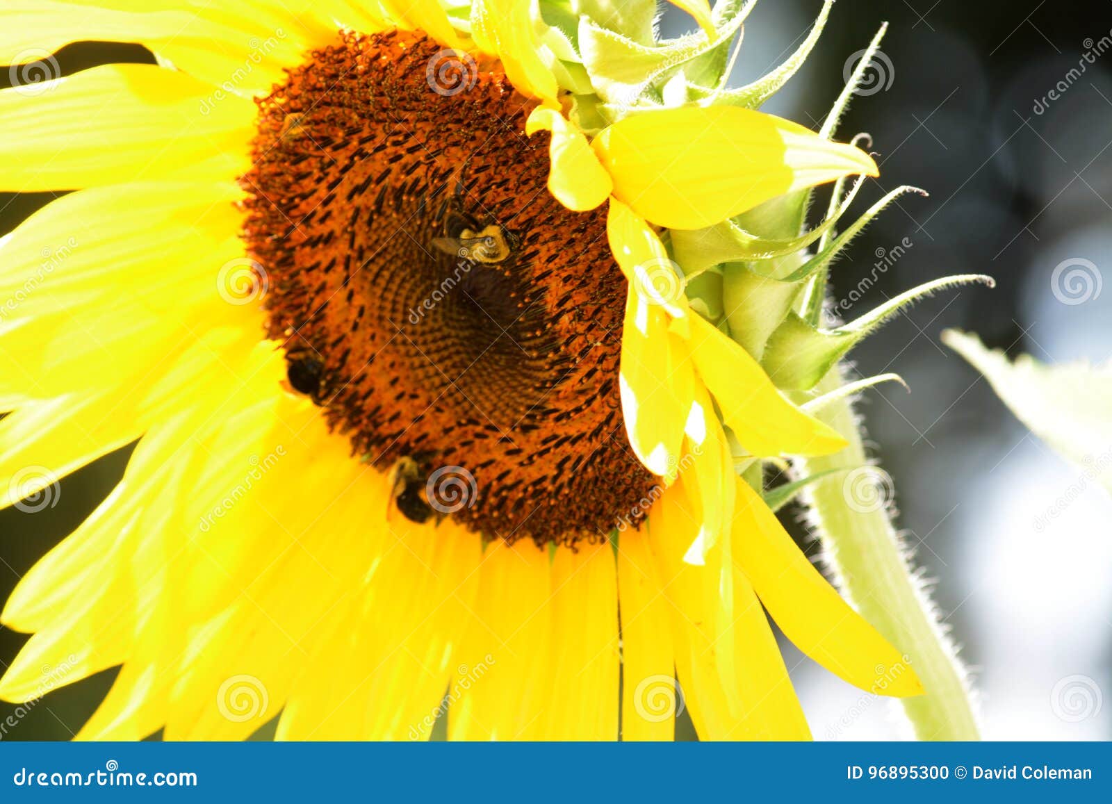 Sunflower stock photo. Image of bloom, blossom, closeup 96895300