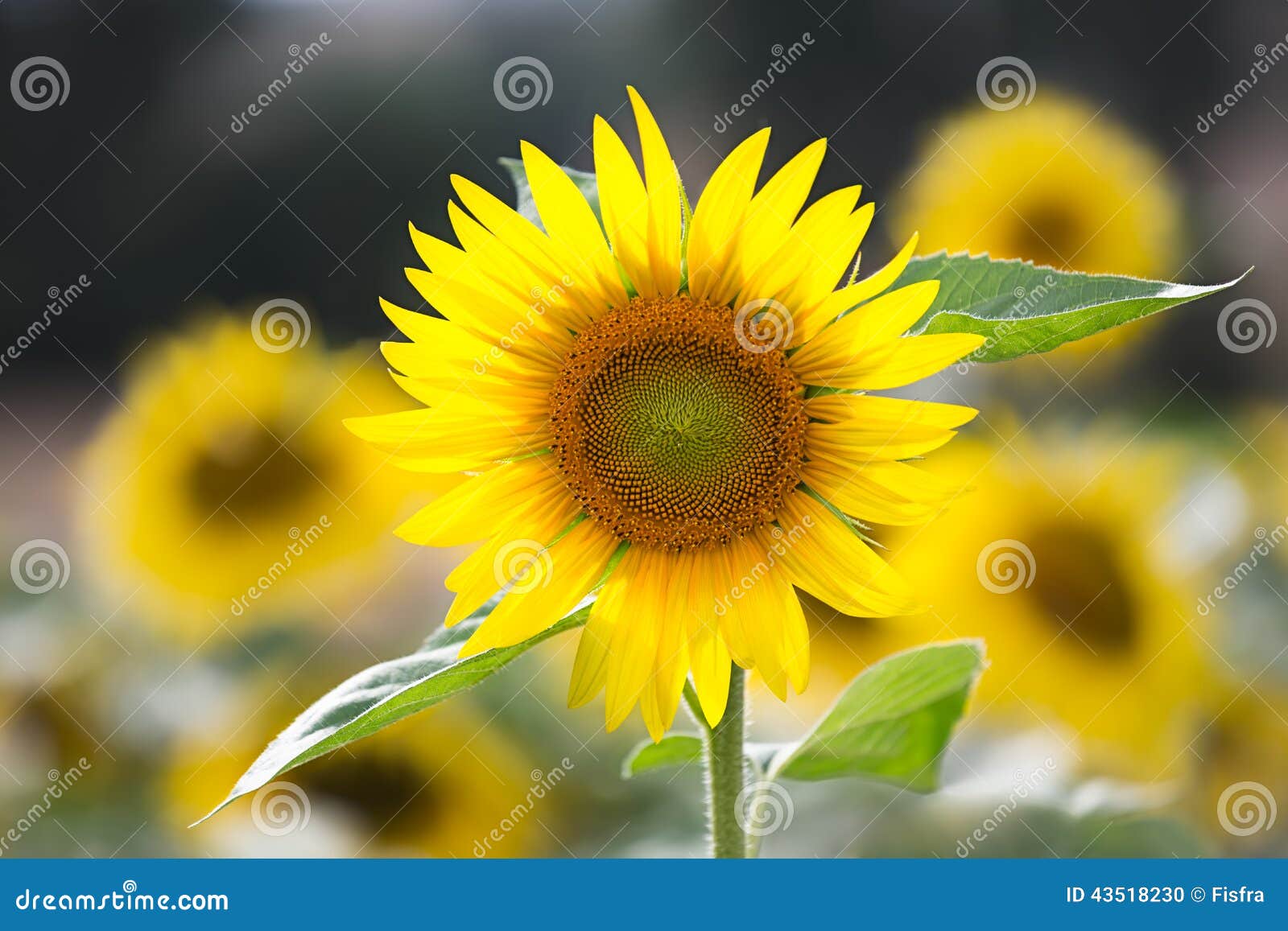 sunflower (lat. helianthus) at summertime, germany