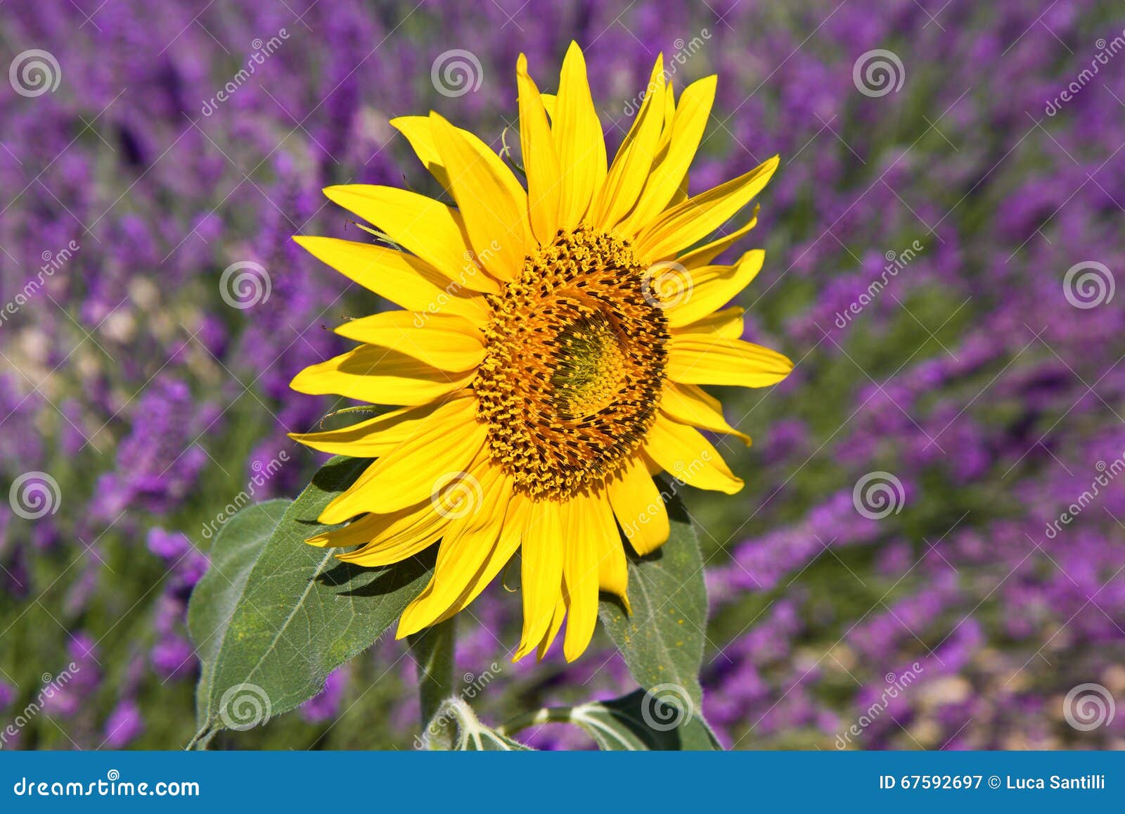 Sunflower in a Lavender Flower Blooming Fields Stock Image Image of