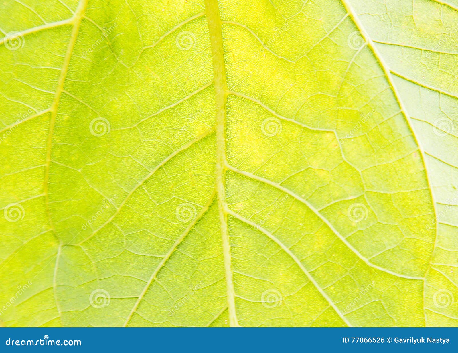 Sunflower Leaf Garden, Texture,Agriculture,flower,botany Stock Photo
