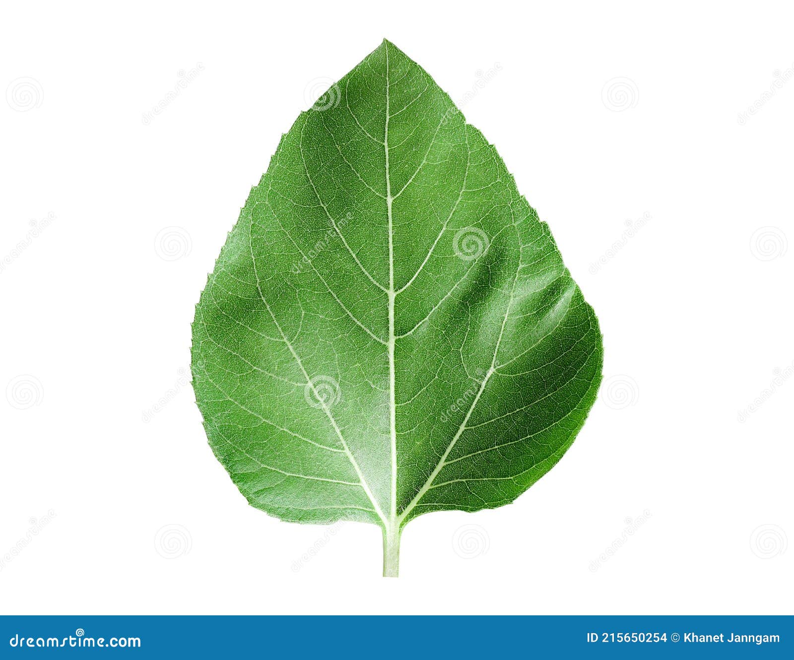 Sunflower Leaves Isolated on White Background Stock Photo Image of