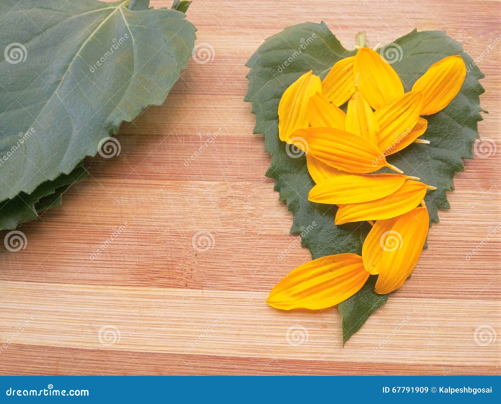 Sunflower Leaves and Petals Stock Image Image of fall, isolated 67791909