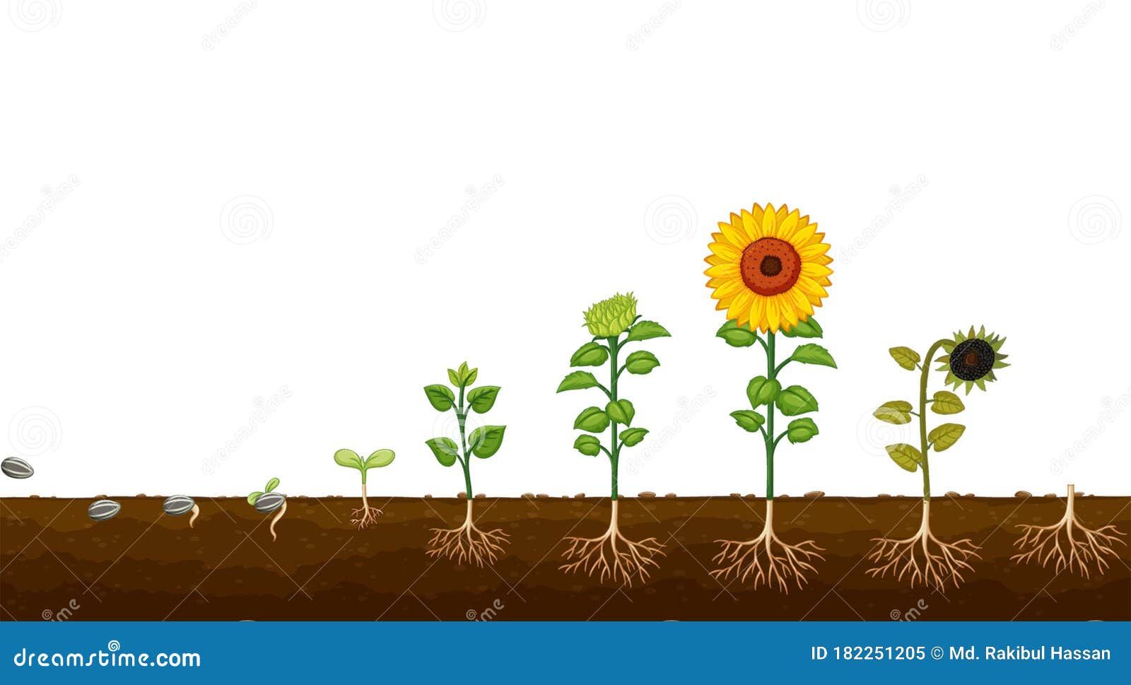 Sunflower Life Cycle. Growth Stages from Seed To Flowering Stock ...