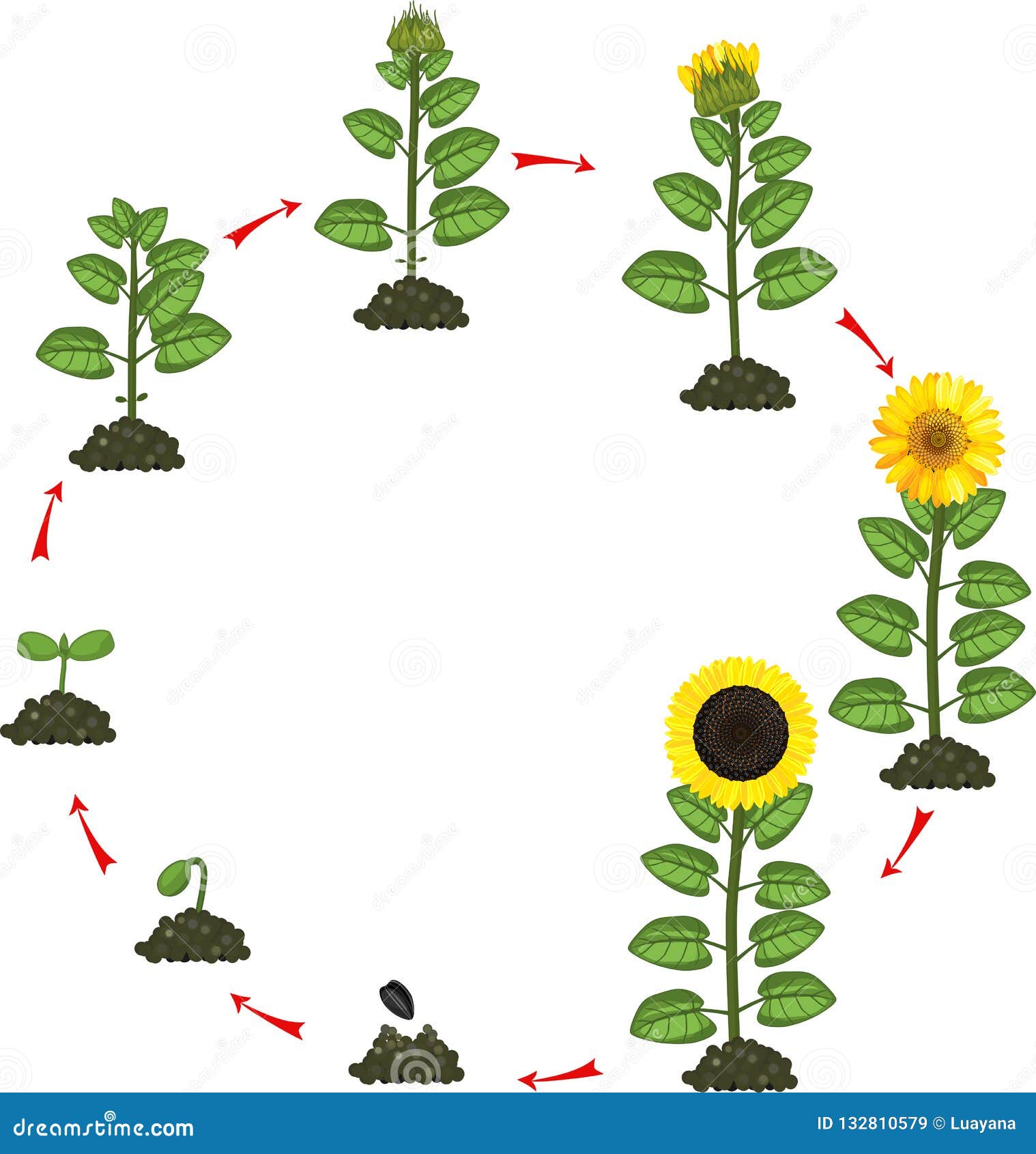 Sunflower Growth Stages Stock Illustrations 70 Sunflower Growth Stages Stock Illustrations Vectors Clipart Dreamstime