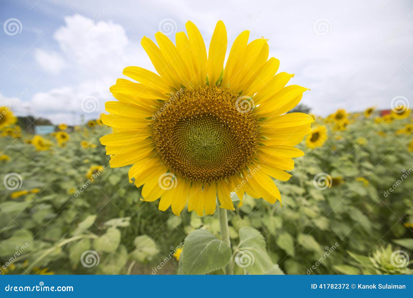 Download Sunflower like smile stock photo. Image of balance, love ...