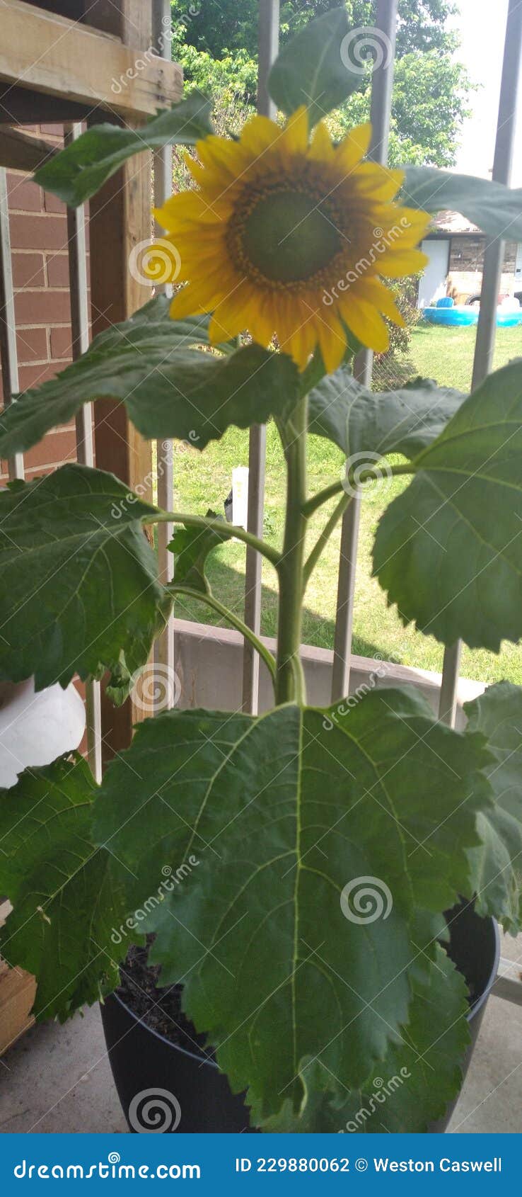 Sunflower love 4ft stock photo. Image of herb, sunflower - 229880062