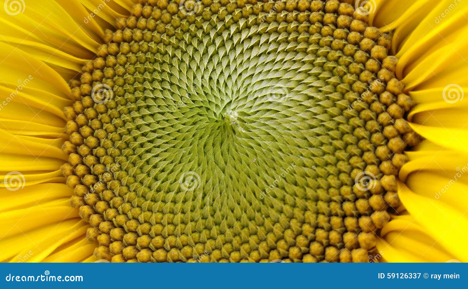 Sunflower maze stock image. Image of peaks, maze, yellow 59126337