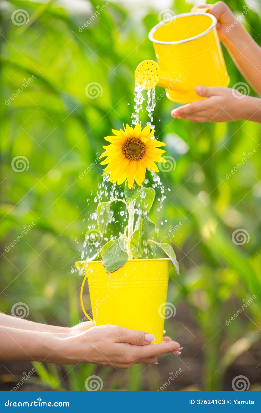 Sunflower in metal bucket stock image. Image of holiday 37624103