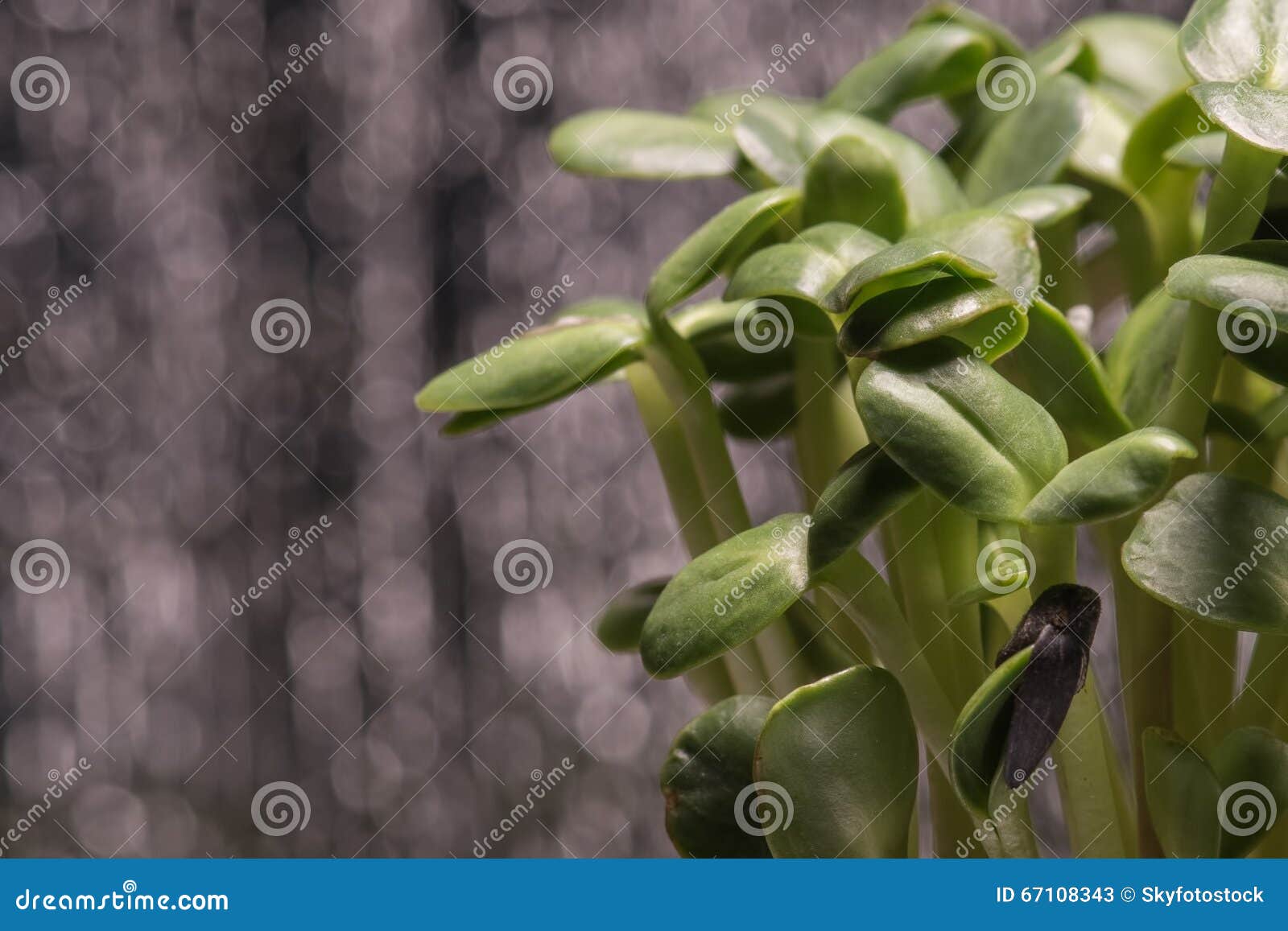 Sunflower Microplants Closeup after Germination Process Against Stock