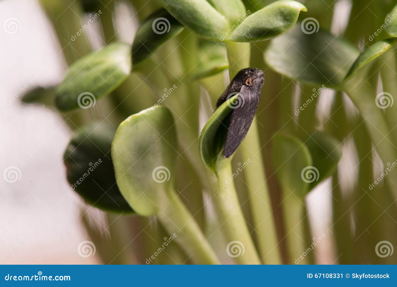 Sunflower Microplants Closeup after Germination Process Stock Image