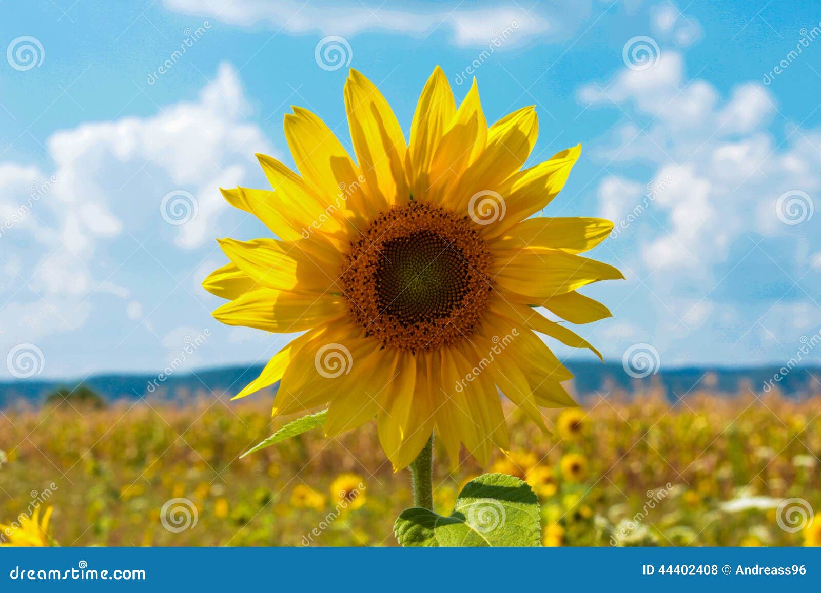 Sunflower stock photo. Image of field, august, helianthus 44402408