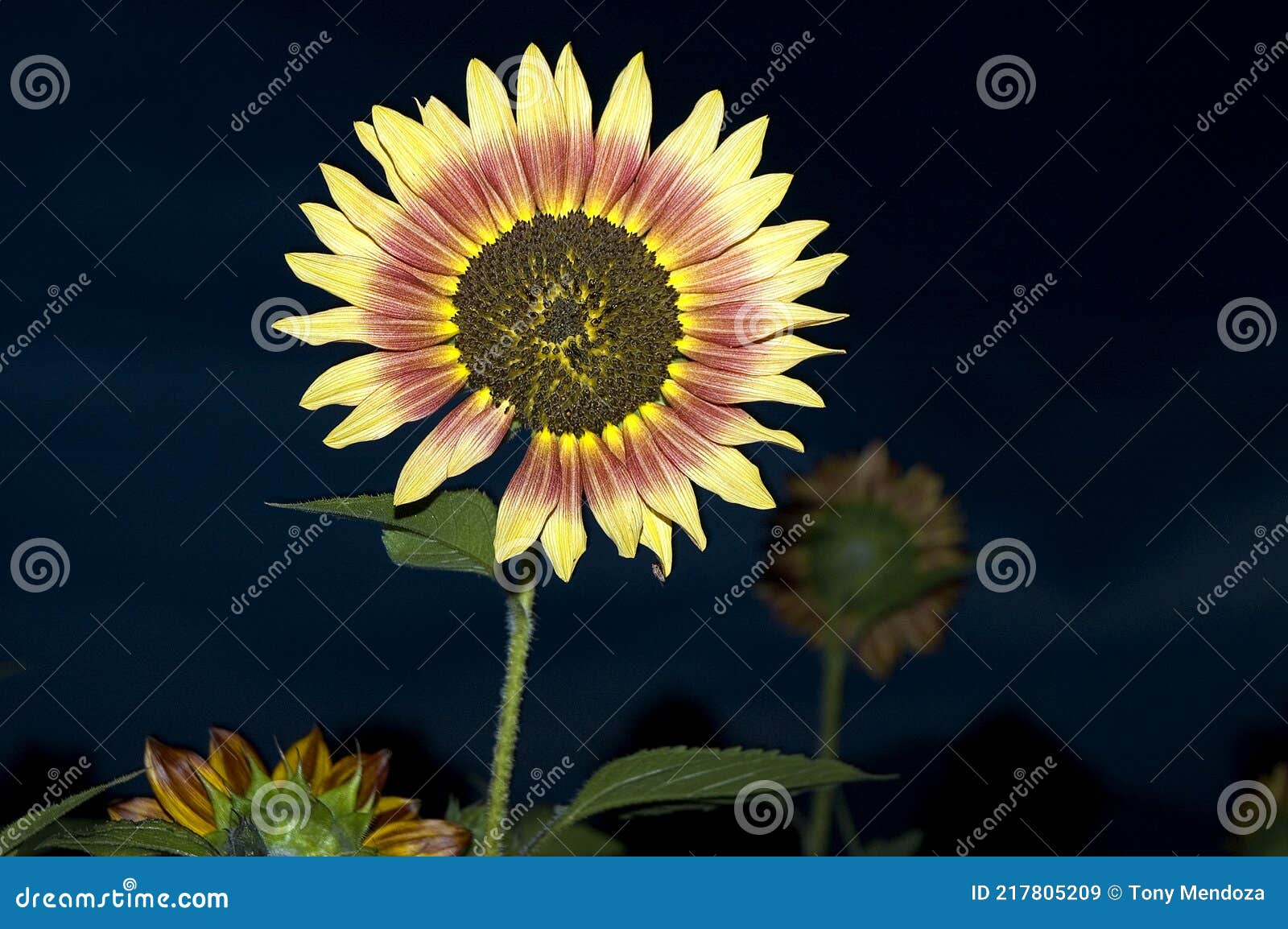 Sunflower at night stock image. Image of night, closeup - 217805209
