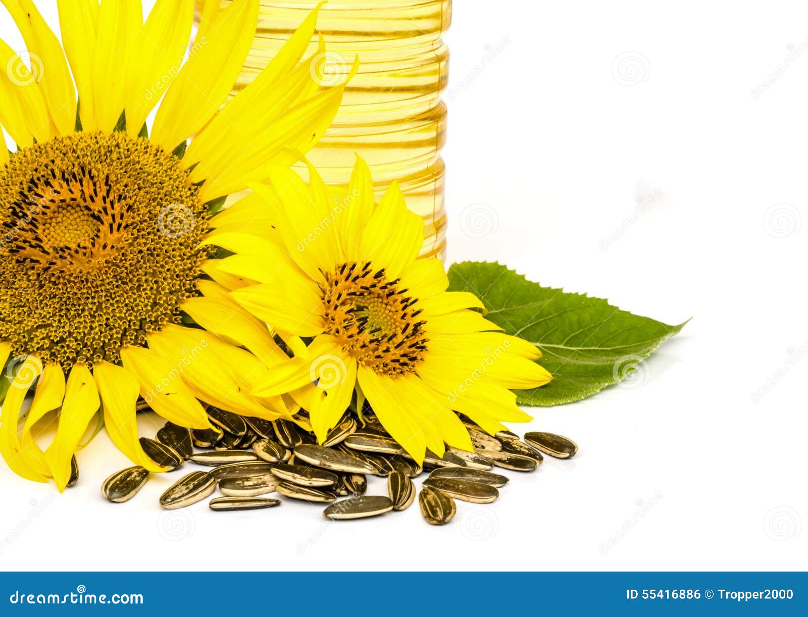 Sunflower oil. stock photo. Image of flower, food, floral - 55416886