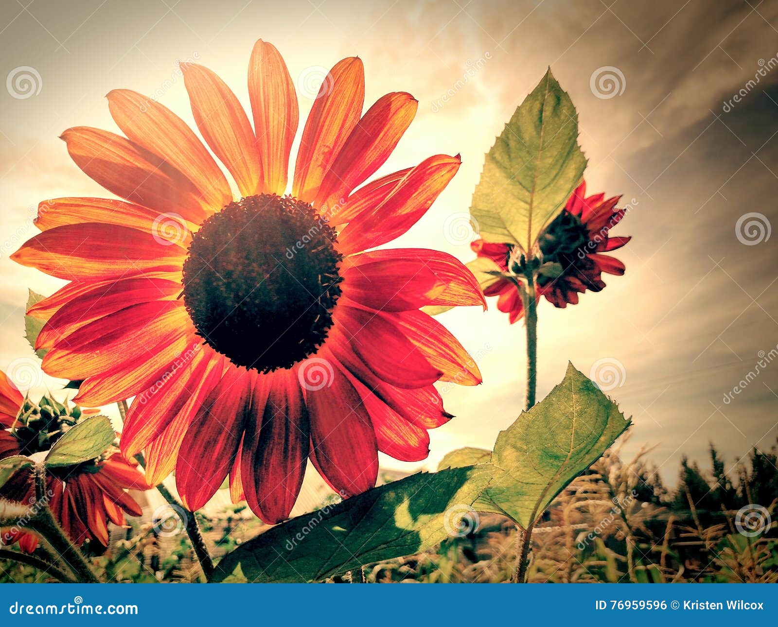 Sunflower in Orange stock photo. Image of sunflower, fall 76959596