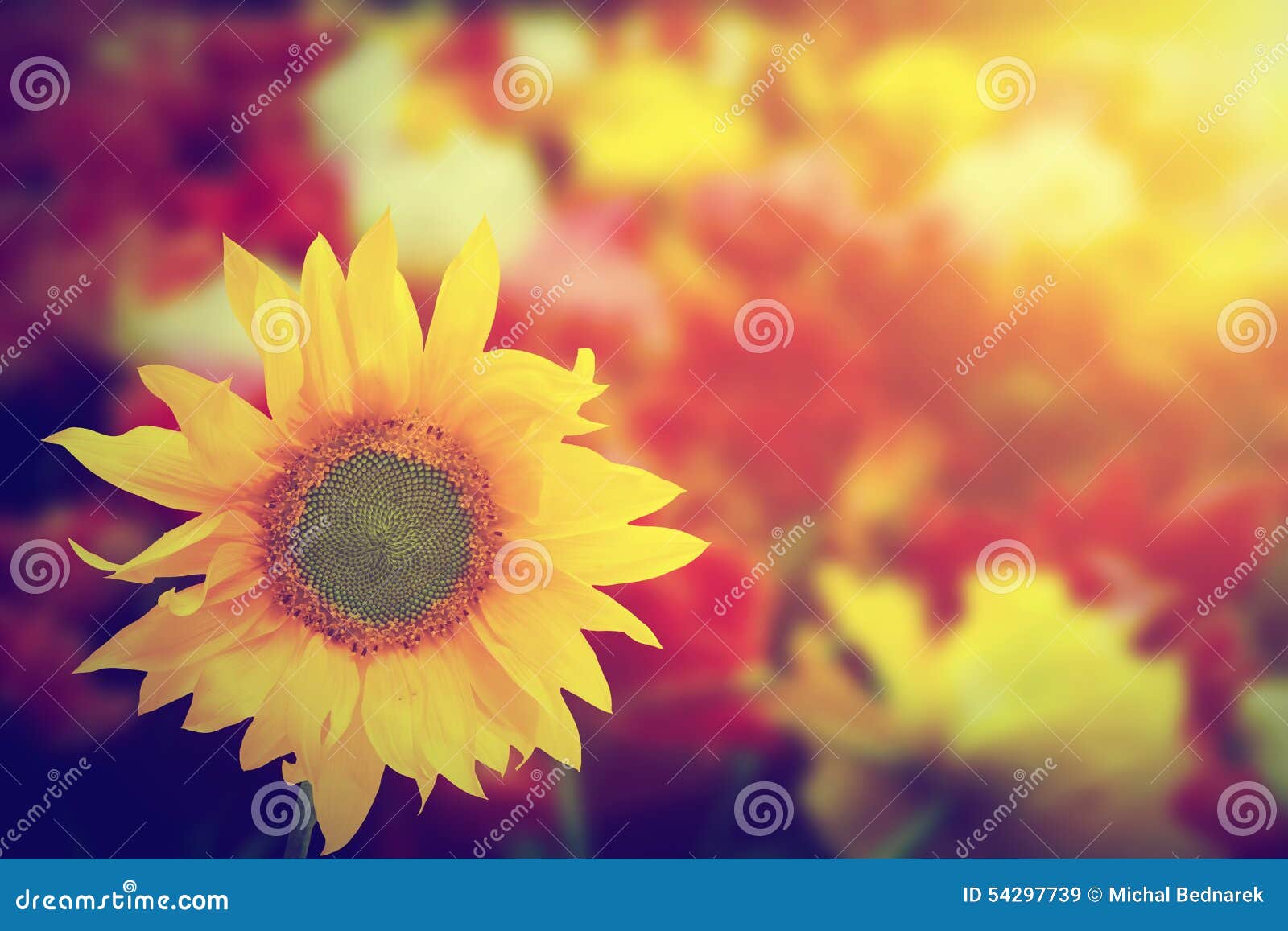 sunflower among other spring summer flowers at sunshine.