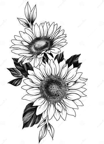 SUnFlower Outline Aesthetic, Beauty Vector, Drawing Sketch, Daisy ...