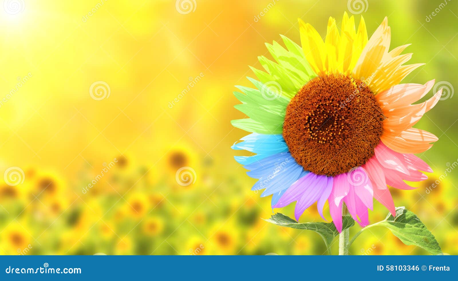 Sunflower Painted In Different Colors Stock Photo Image 58103346