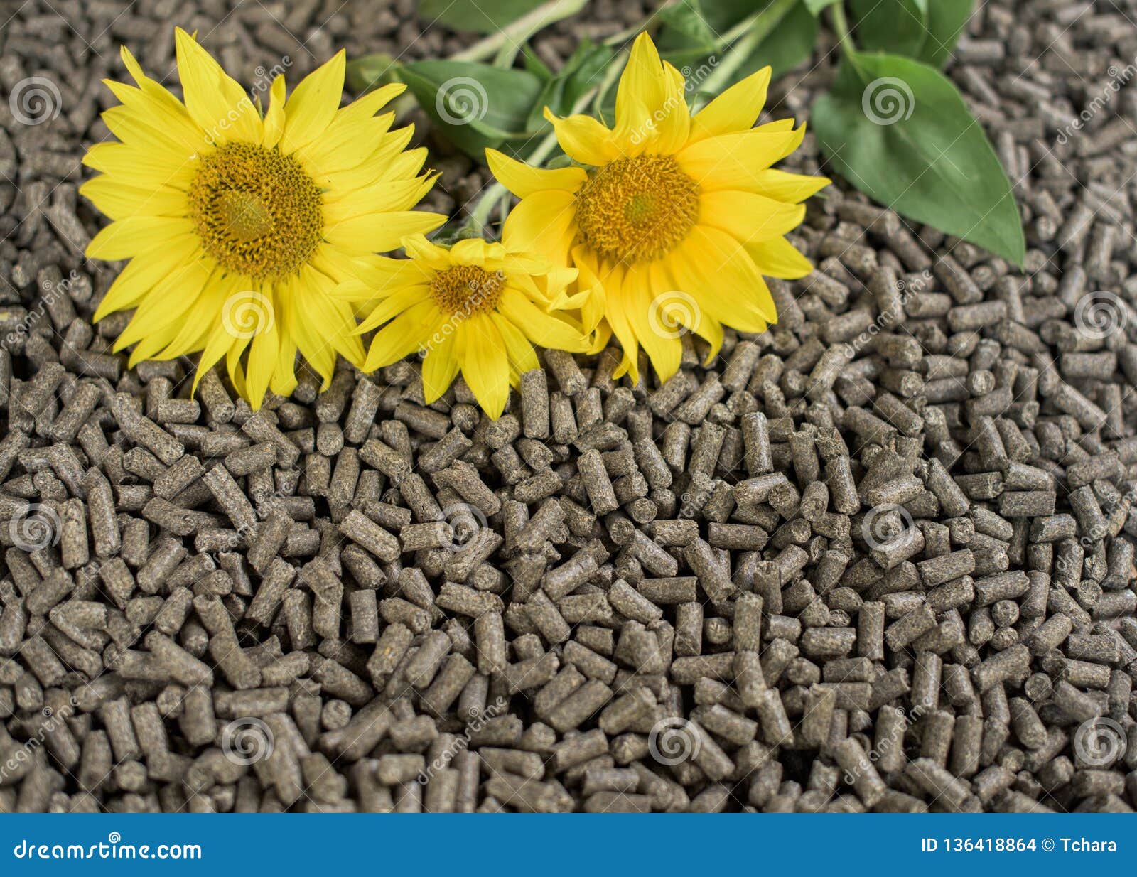 Sunflower Pellets Biomass Stock Photo Image of nature, bulk 136418864