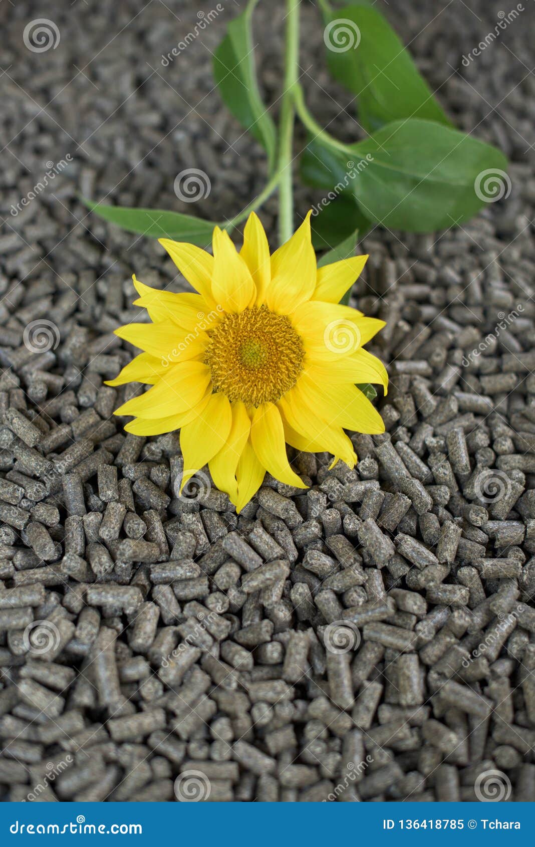 Sunflower Pellets Renewable Materials Stock Image Image of nature