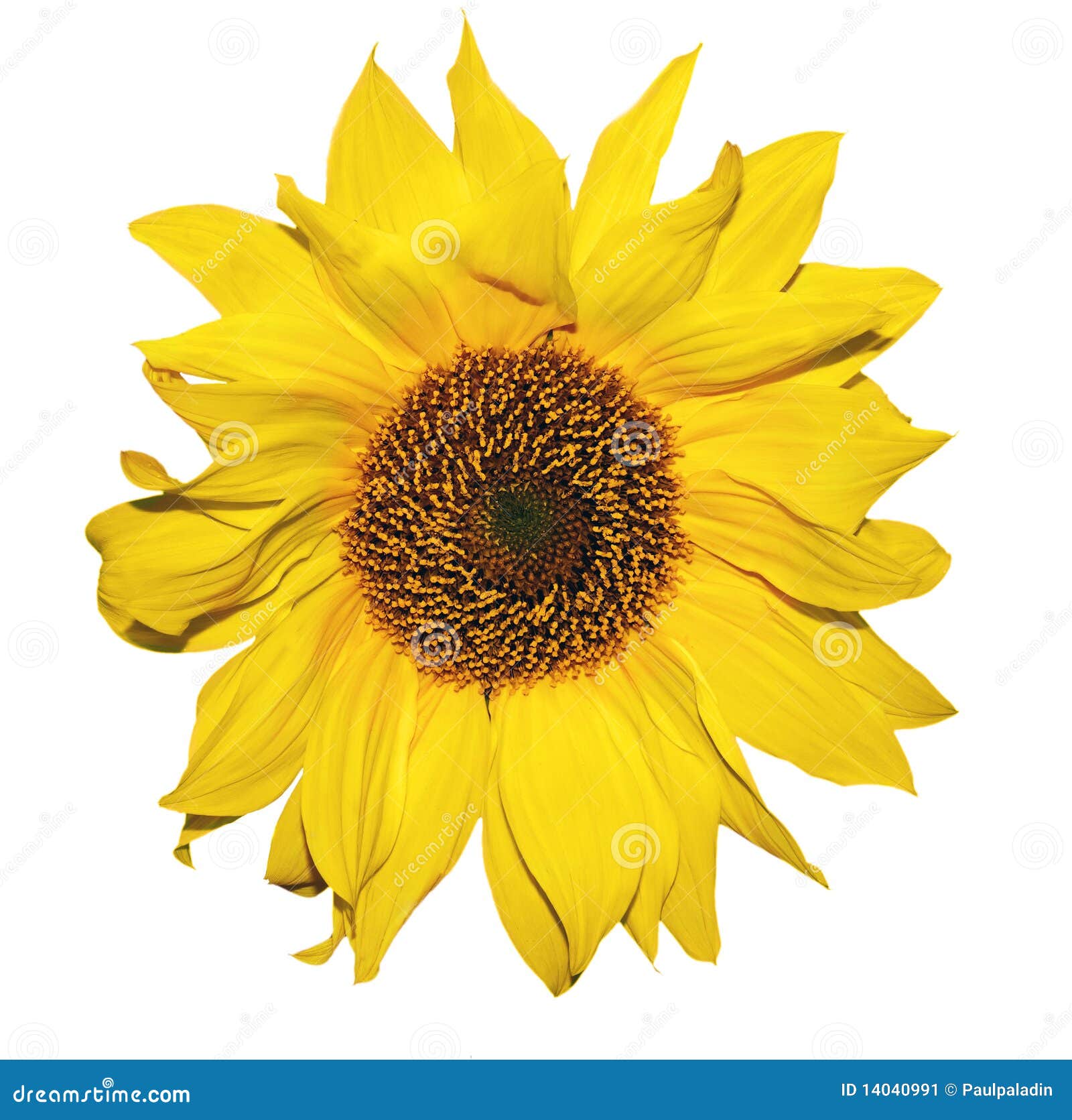 Sunflower petals stock image. Image of beautiful, organic 14040991