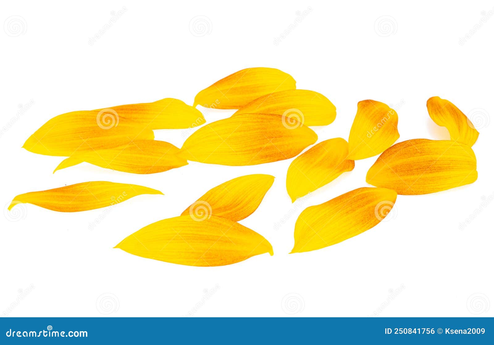 Sunflower petals isolated stock photo. Image of garden 250841756