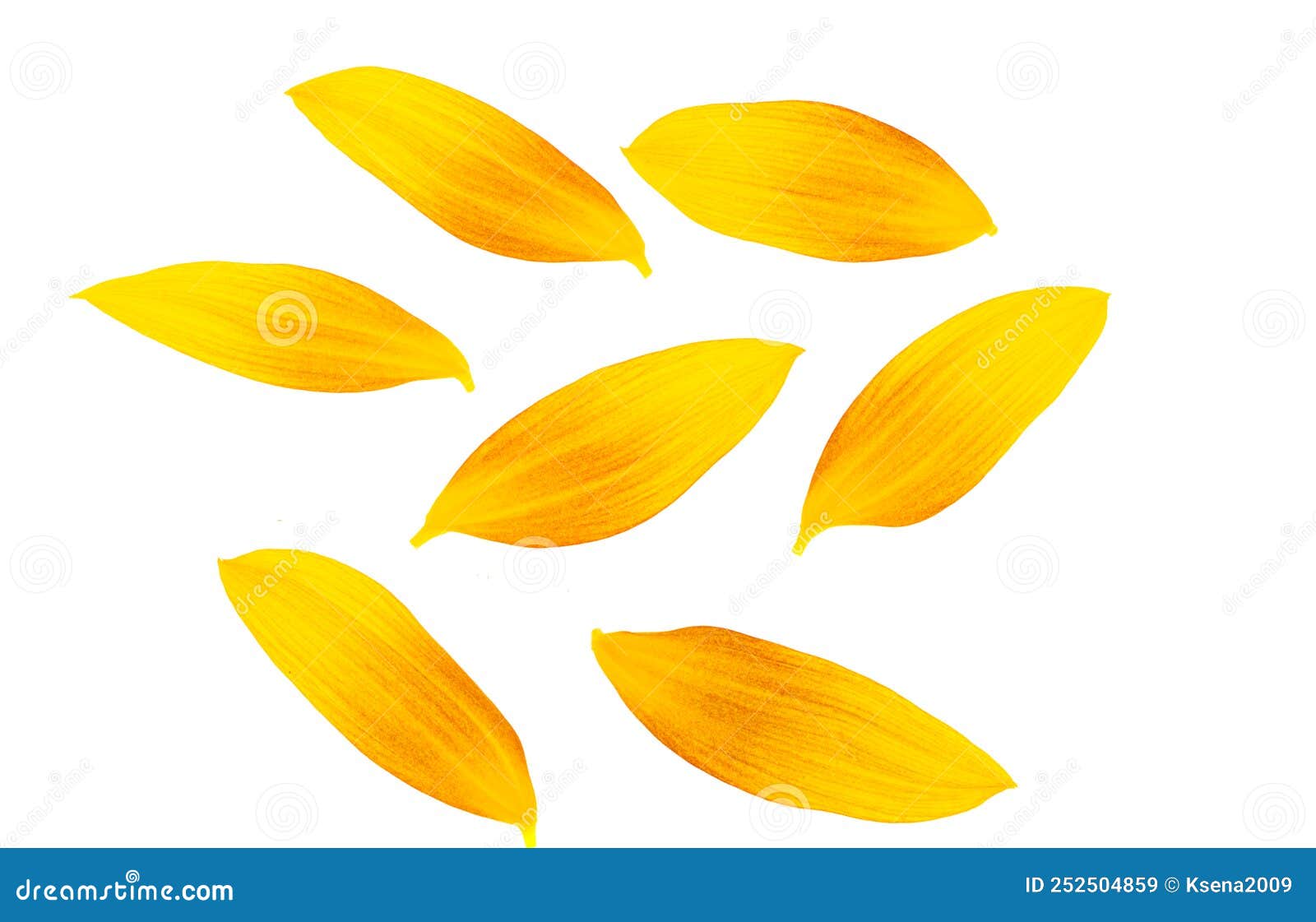 Sunflower petals isolated stock image. Image of white 252504859