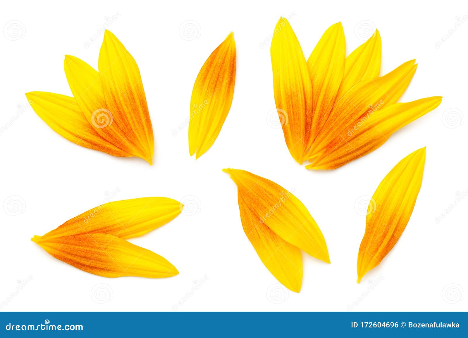 Sunflower Petals Stock Image 3079051