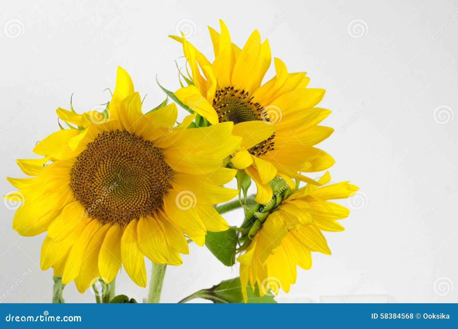 Sunflower stock photo. Image of farm, color, yellow, flower 58384568