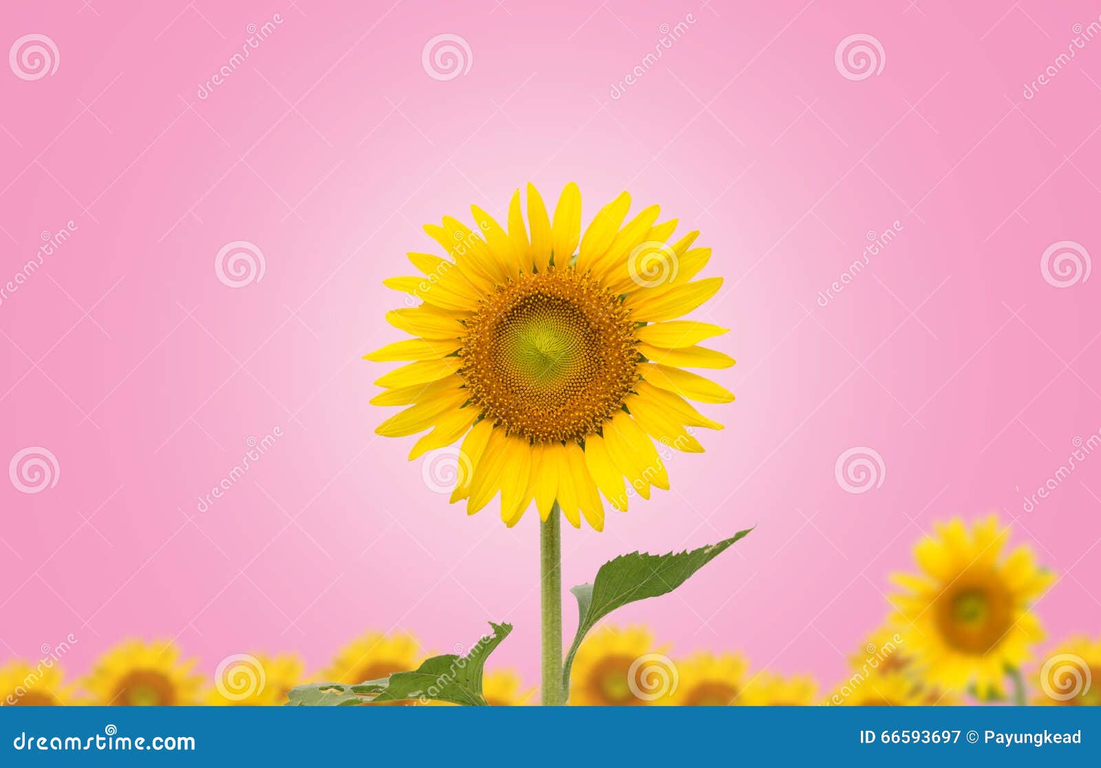 Sunflower on Pink Background Stock Image Image of garden, circle