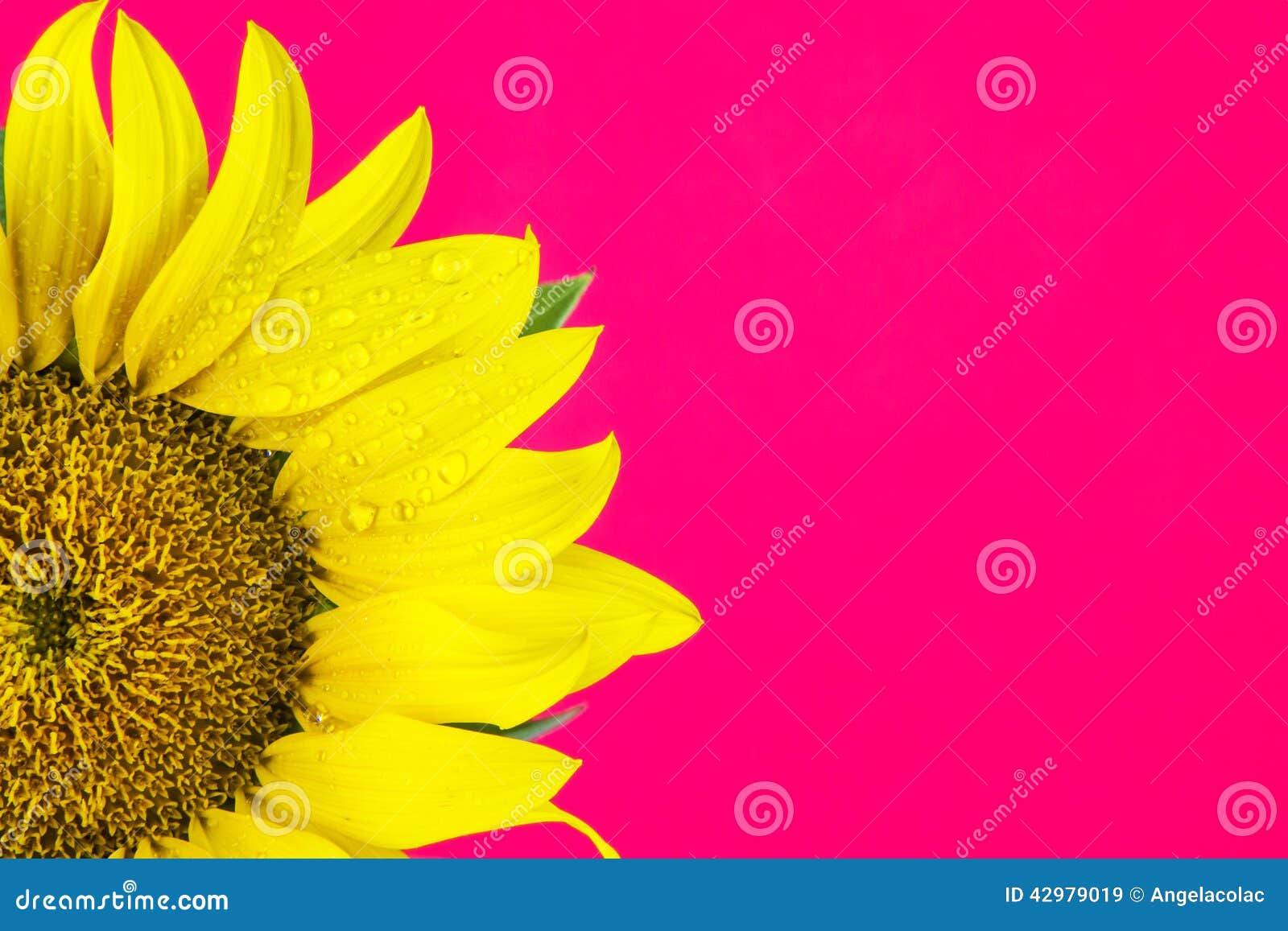 Sunflower on Pink Background Stock Image Image of natural, growth