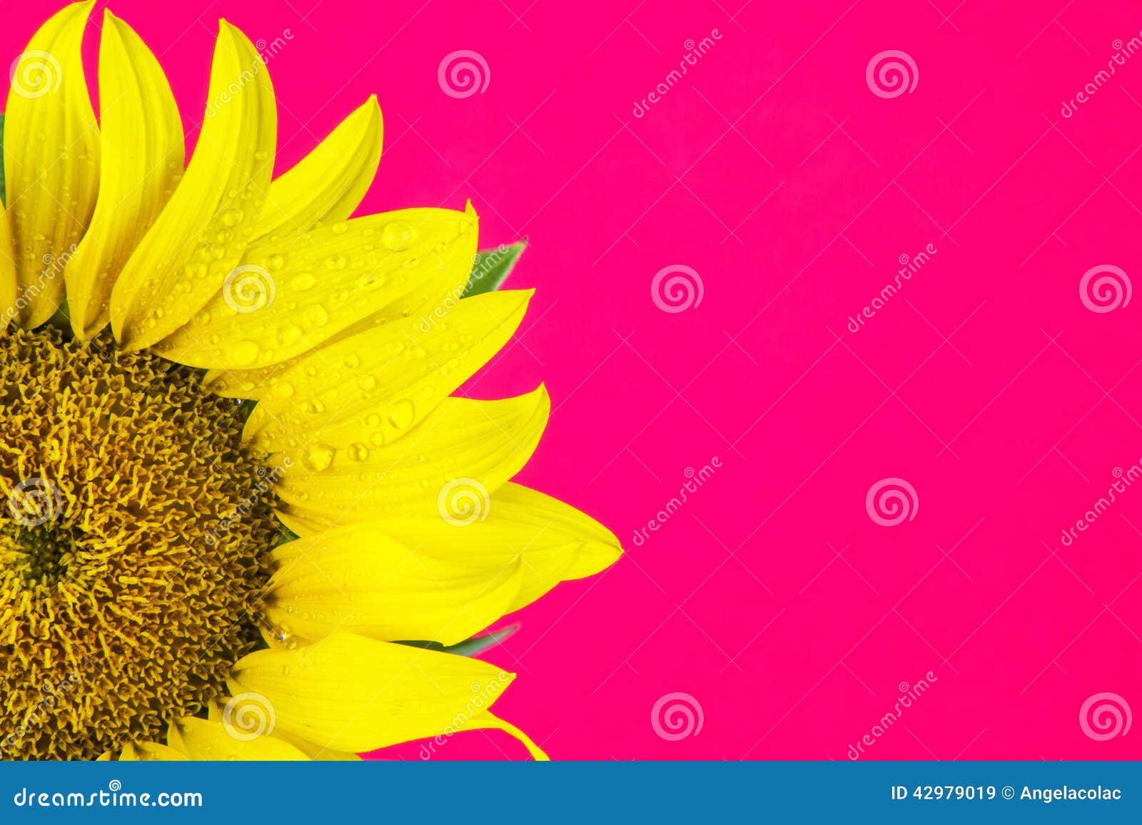 Pink Gerbera  Background  Pink Sunflower HD wallpaper  Pxfuel
