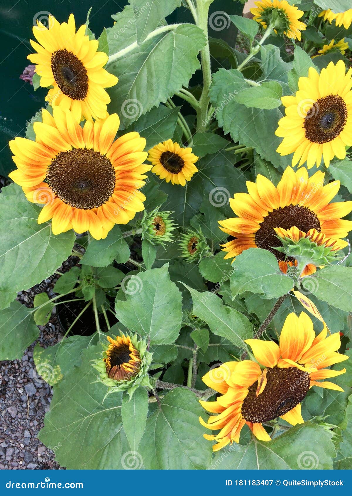 Sunflower Plant on Display for Sale Farmers Market Stock Image - Image ...