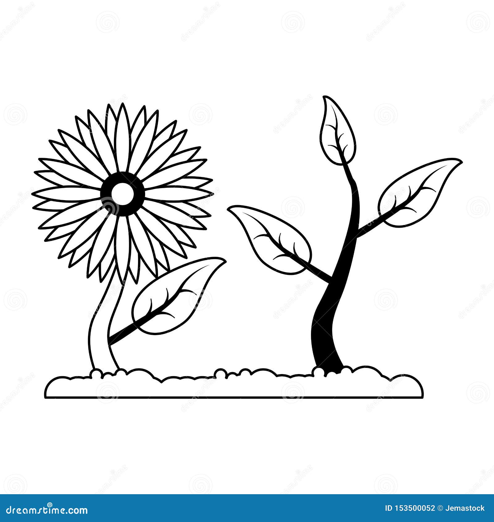 Sunflower with Plant Growing Cartoon in Black and White Stock Vector - Illustration of blossom, garden: 153500052 Sunflower with Plant Growing Cartoon in Black and White Stock Vector - Illustration of blossom, garden: 153500052