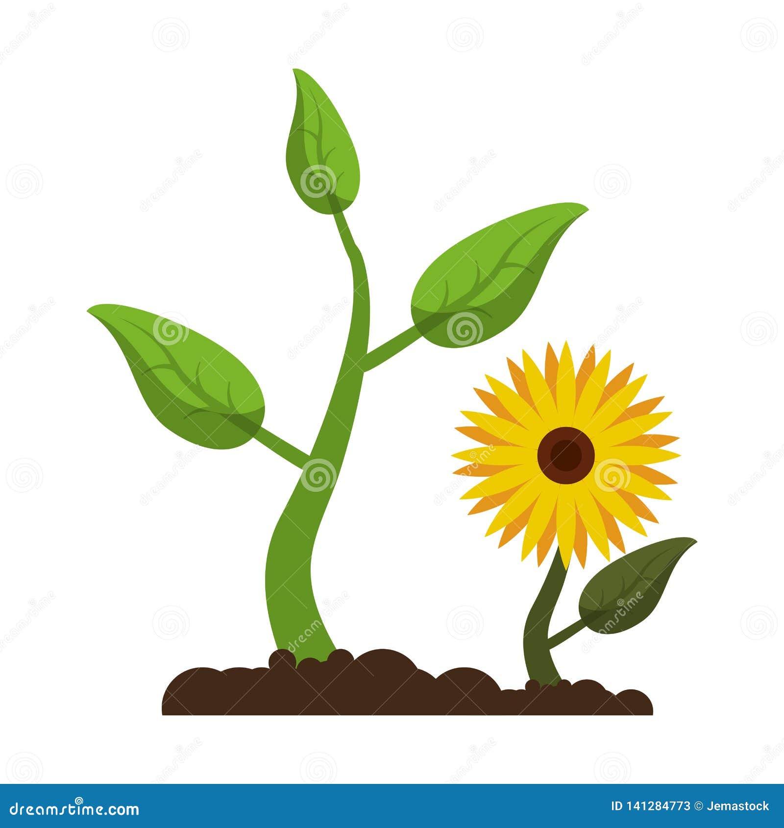 Sunflower and Plant Growing Plant Stock Vector Illustration of