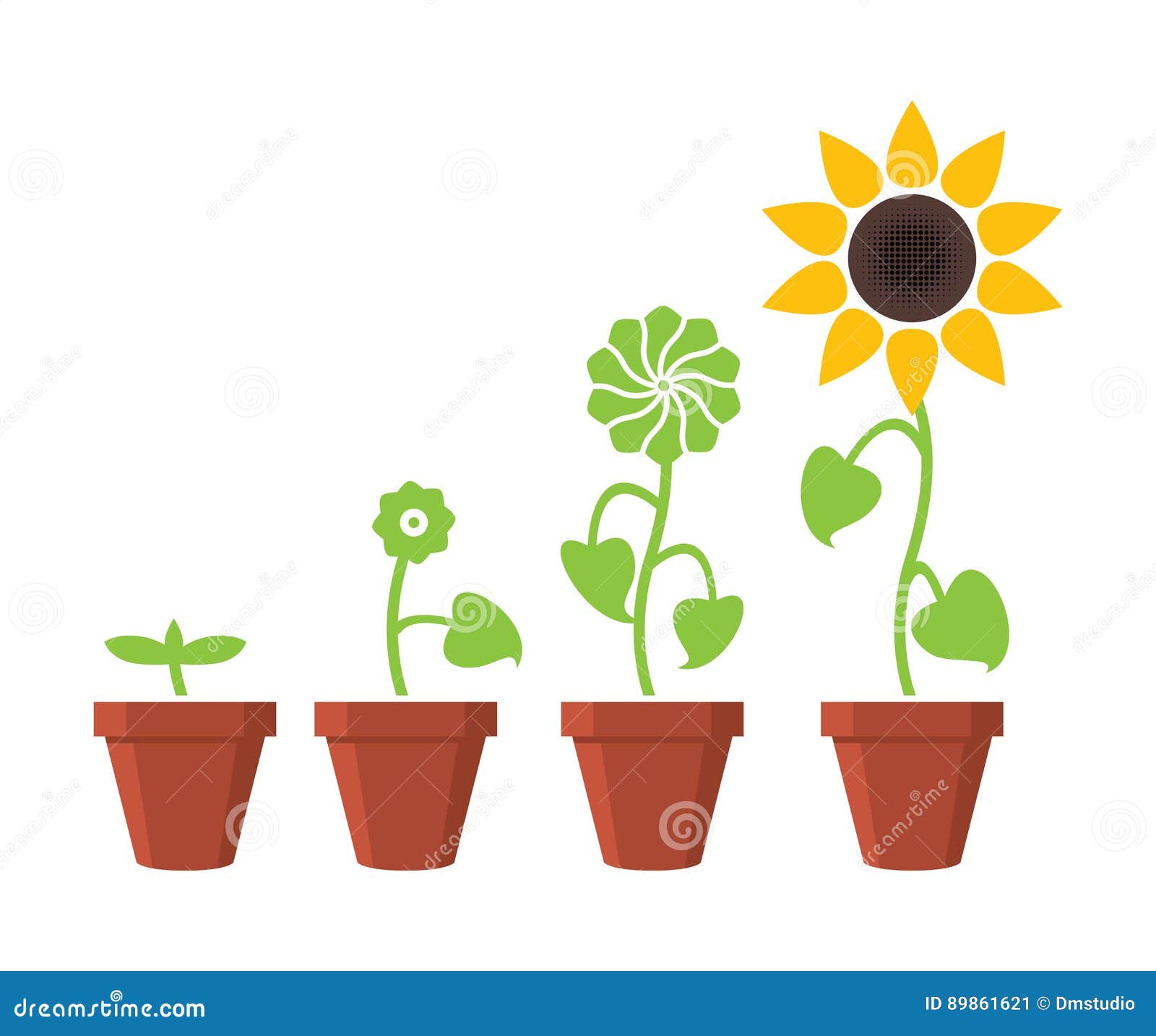 Sunflower Plant Growth Stages Concept, Vector Stock Vector ...