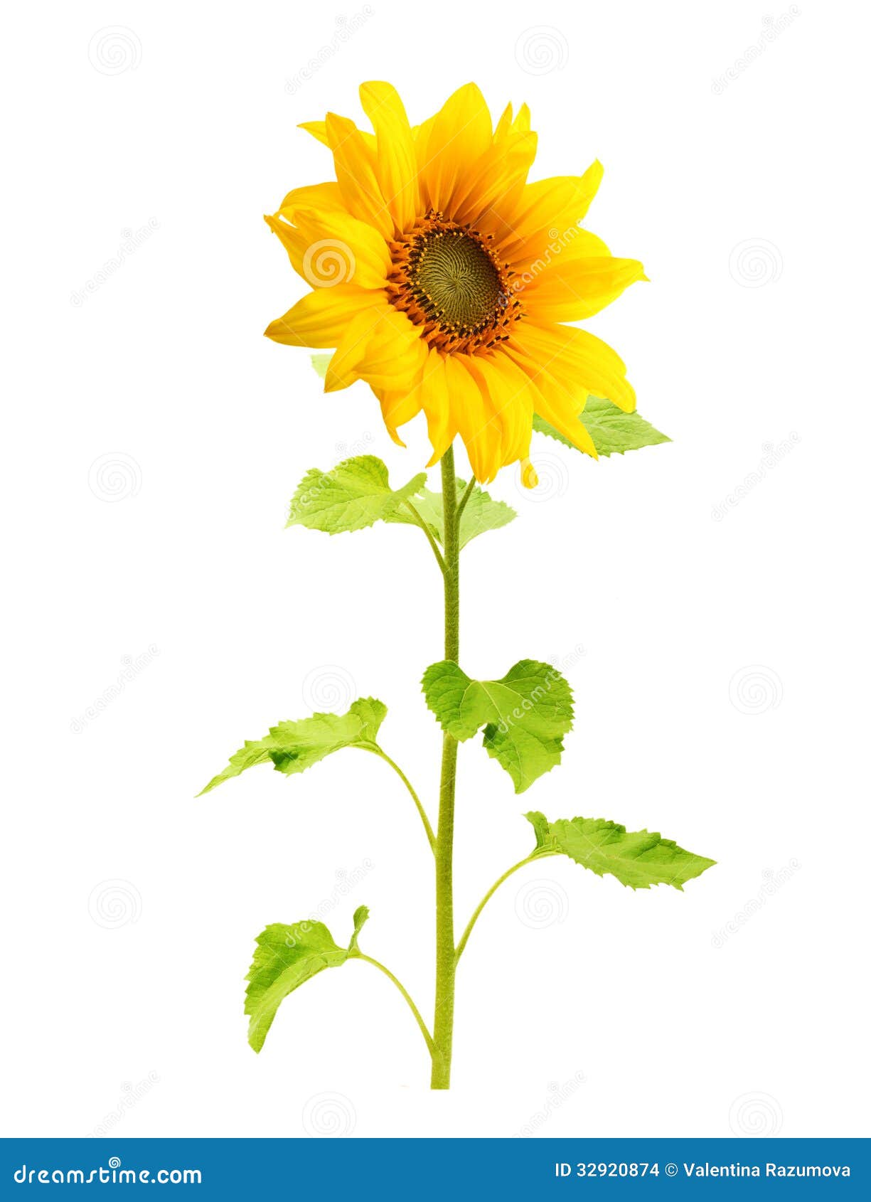 Sunflower plant isolated stock photo. Image of closeup - 32920874