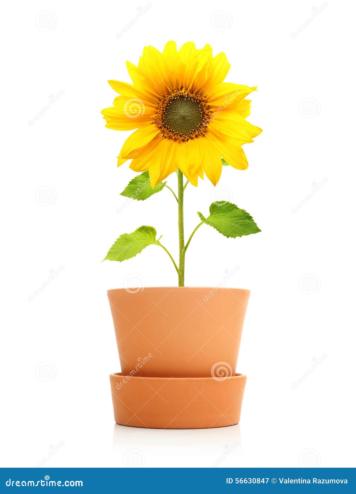 Sunflower Plant In Pot Isolated Stock Photo Image 56630847