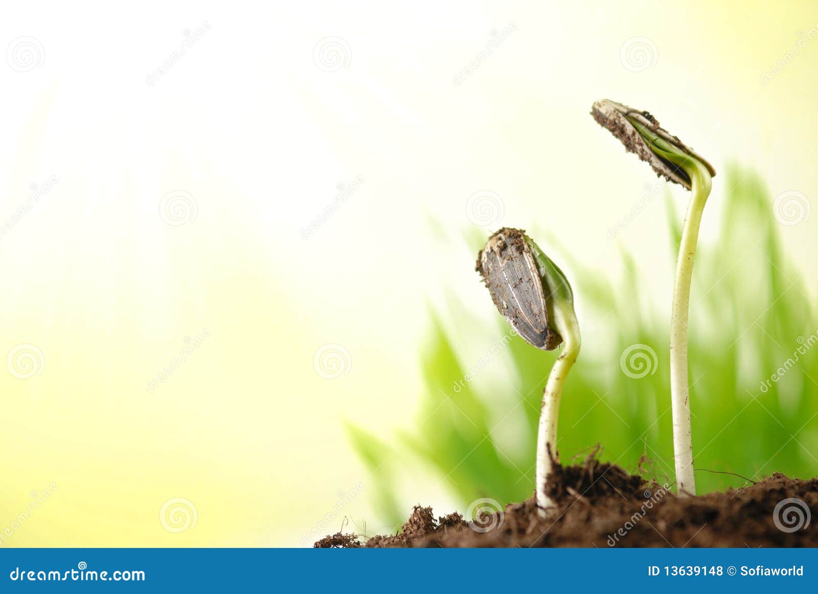 Sunflower Plant Sprouts Royalty Free Stock Photos Image 13639148