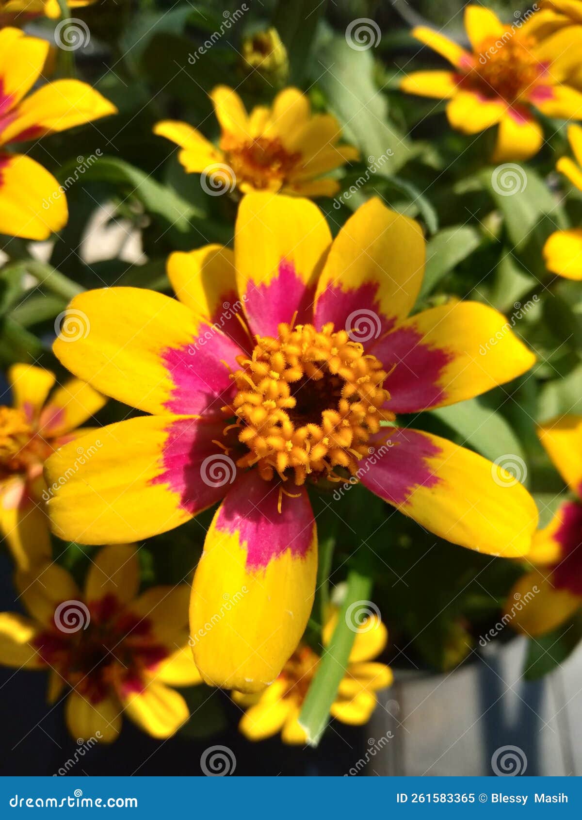 Sunflower Plant Yellow Petals Stock Image Image of plant, yellow