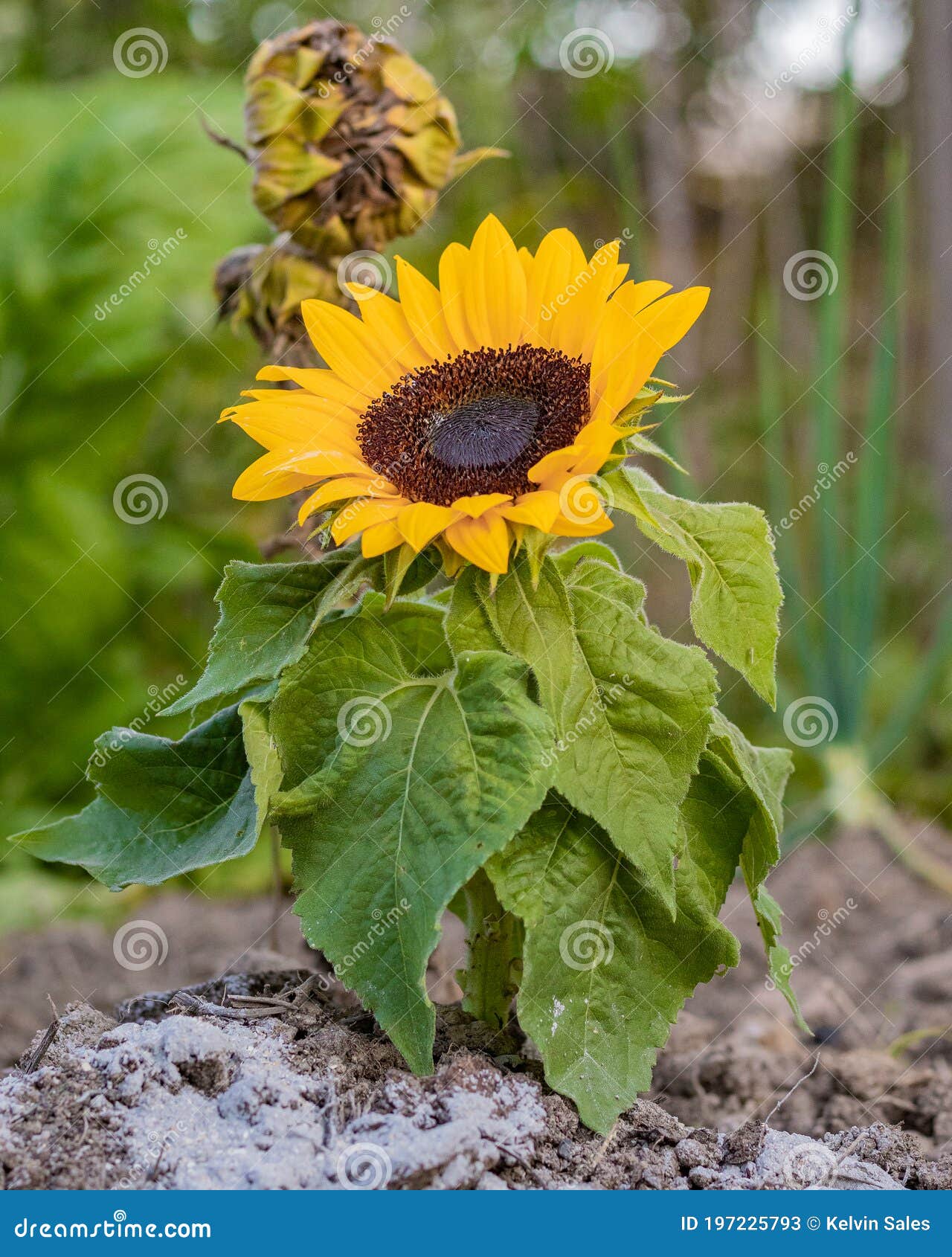 sunflower planted on leafy and open farm land
