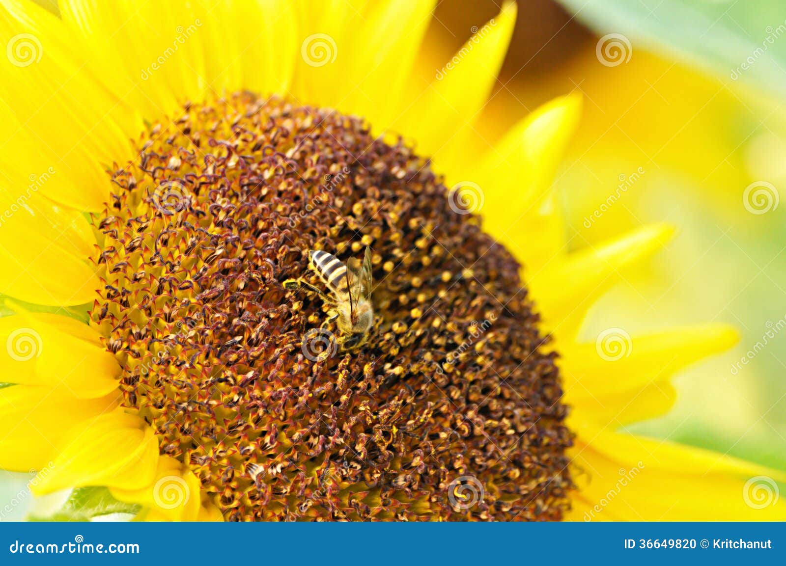 Sunflower Pollen with a Bee Stock Photo Image of beauty, close 36649820