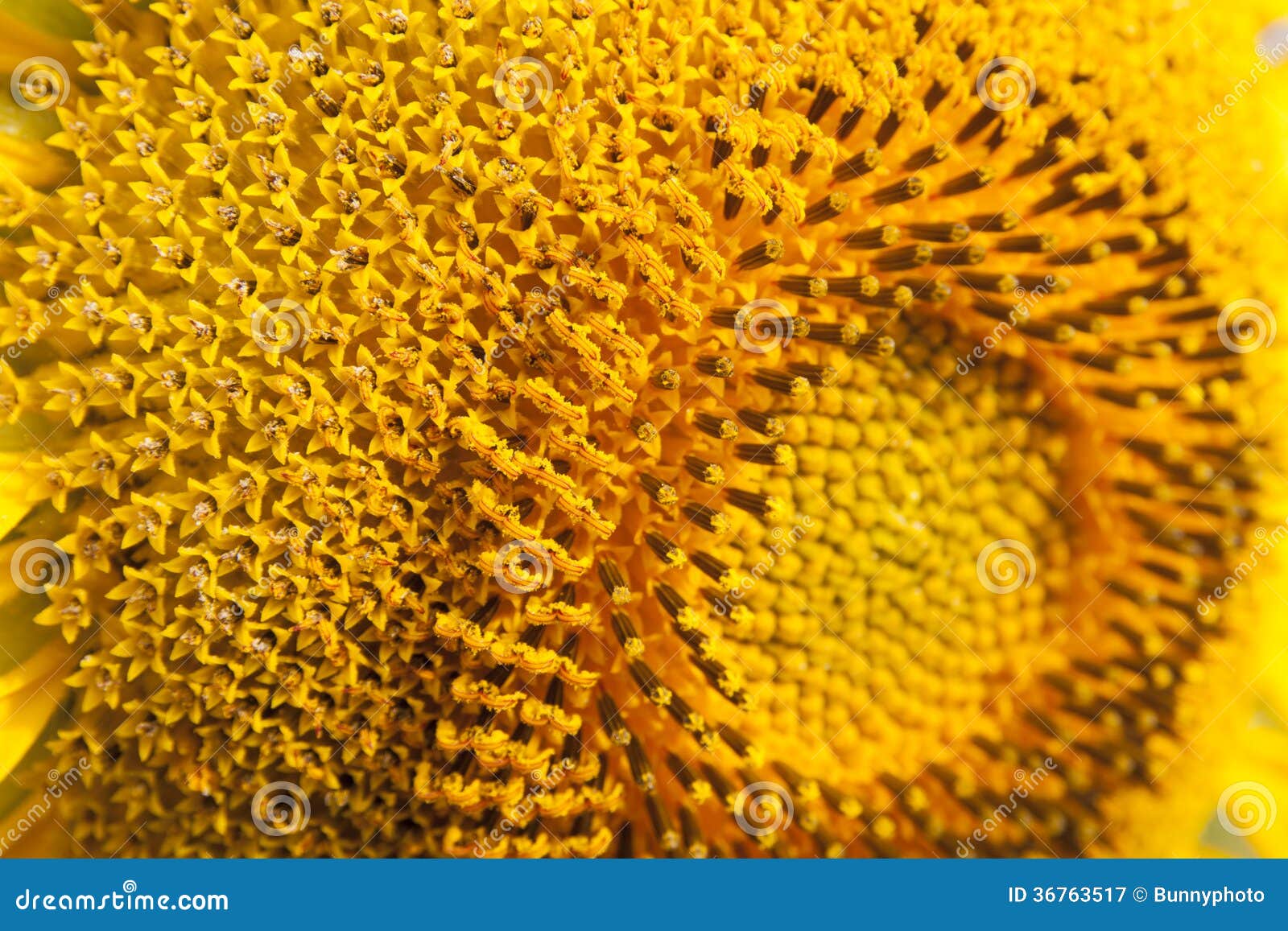 Sunflower pollen stock image. Image of pattern, floral 36763517