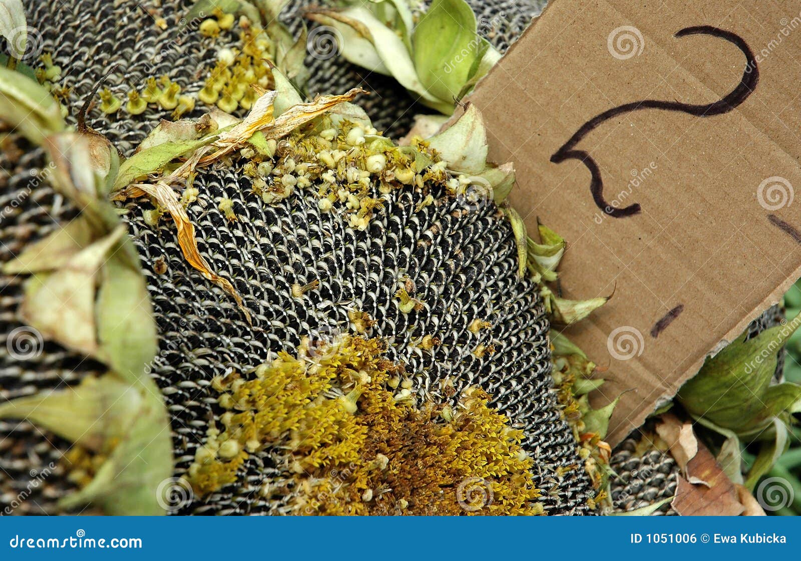 Sunflower price stock photo. Image of stones, place, vegetarian 1051006