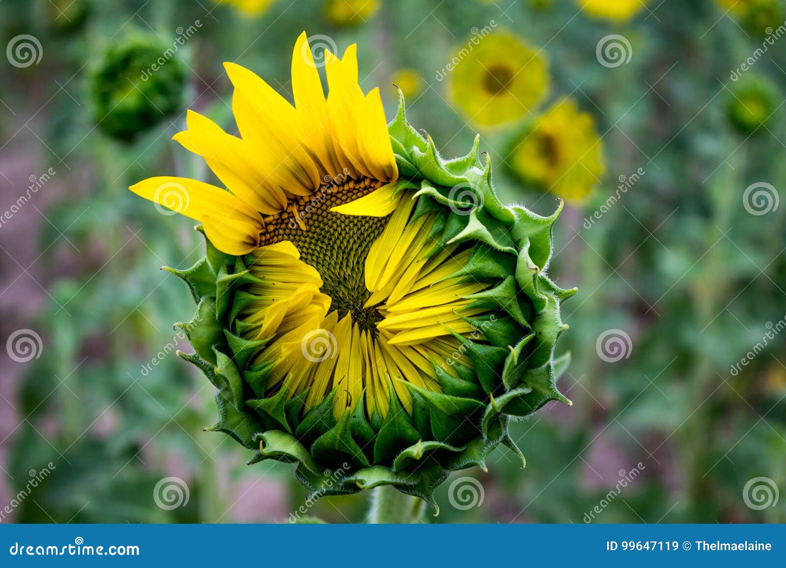 Sunflower in the Process of Blooming Stock Image Image of sunflower, summer 99647119